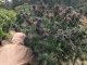 outdoor marijuana temperature range