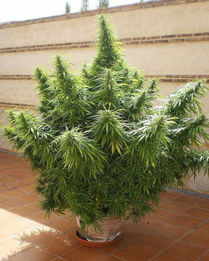 outdoors pot plant