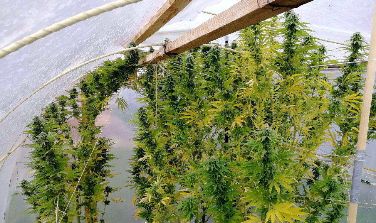 simple greenhouse for marijuana