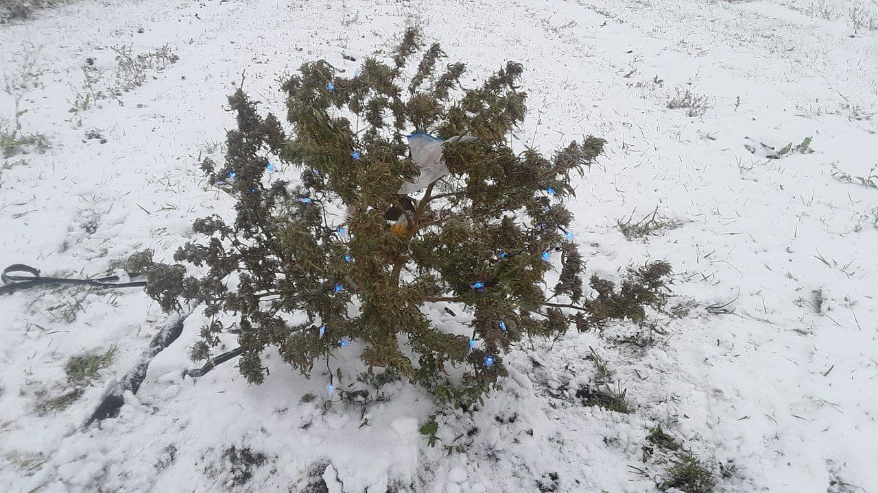 snow marijuana