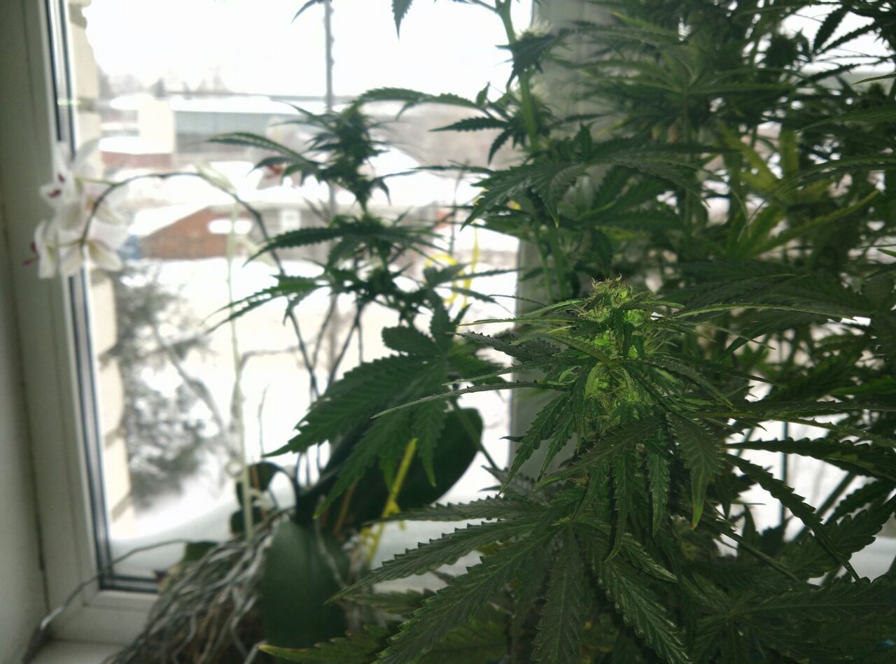 winder window grow