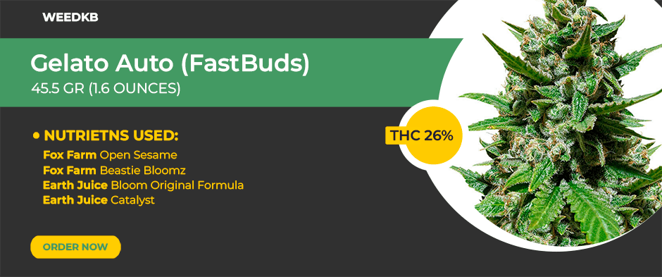 Buy Gelato Auto (FastBuds)