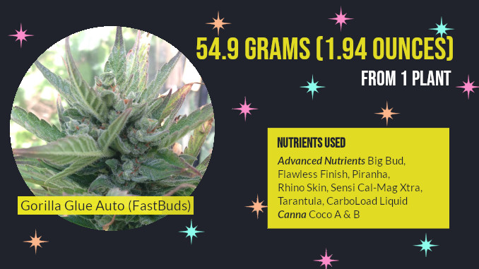 glue auto fastbuds with CANNA nutrients