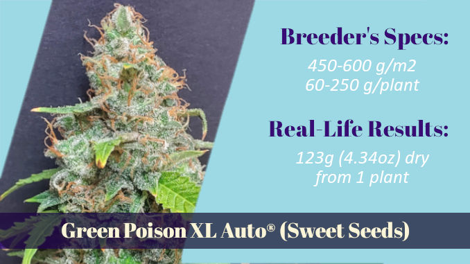 Green Poison XL Auto one of true autoflower XXL strains