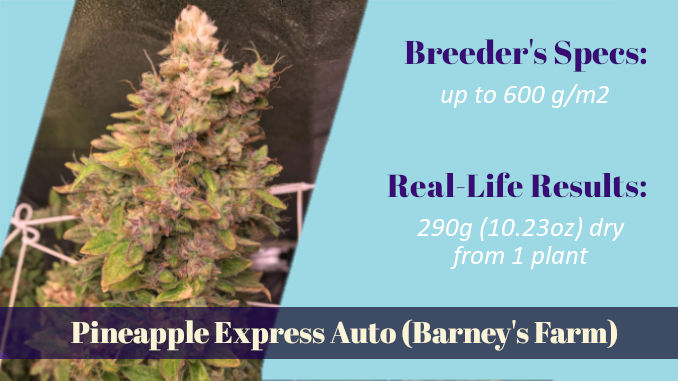 Pineapple Express Auto Barney's Farm