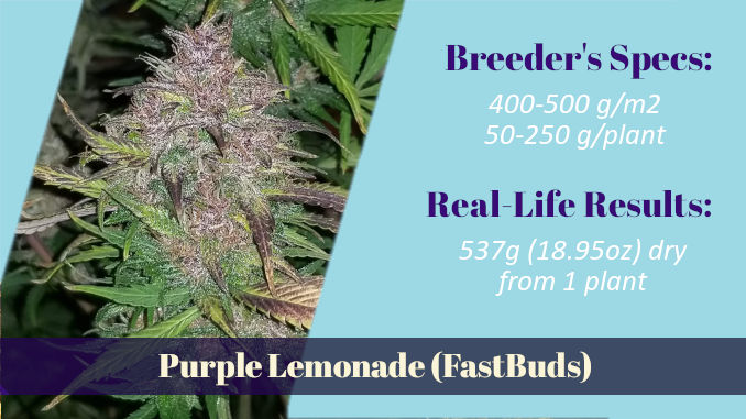 Purple Lemonade FastBuds autoflower XXL wonder in DWC