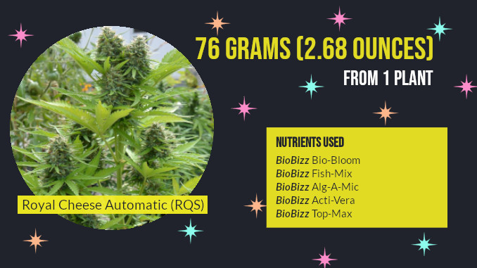 autoflower outdoor nutrients biobizz