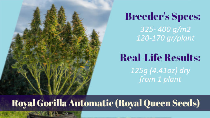 Royal Gorilla Automatic Royal Queen Seeds xxl yield outdoors