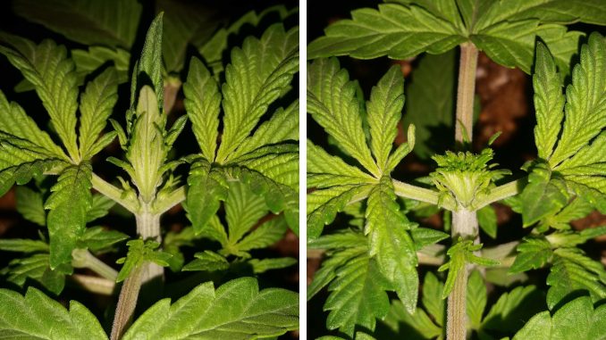 Autoflower Topping: 10 Real-Life Examples & Results - Weed KB