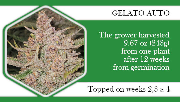 autoflowers topping Gelato