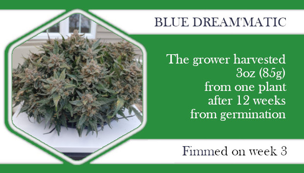 fimming Blue Dream'Matic