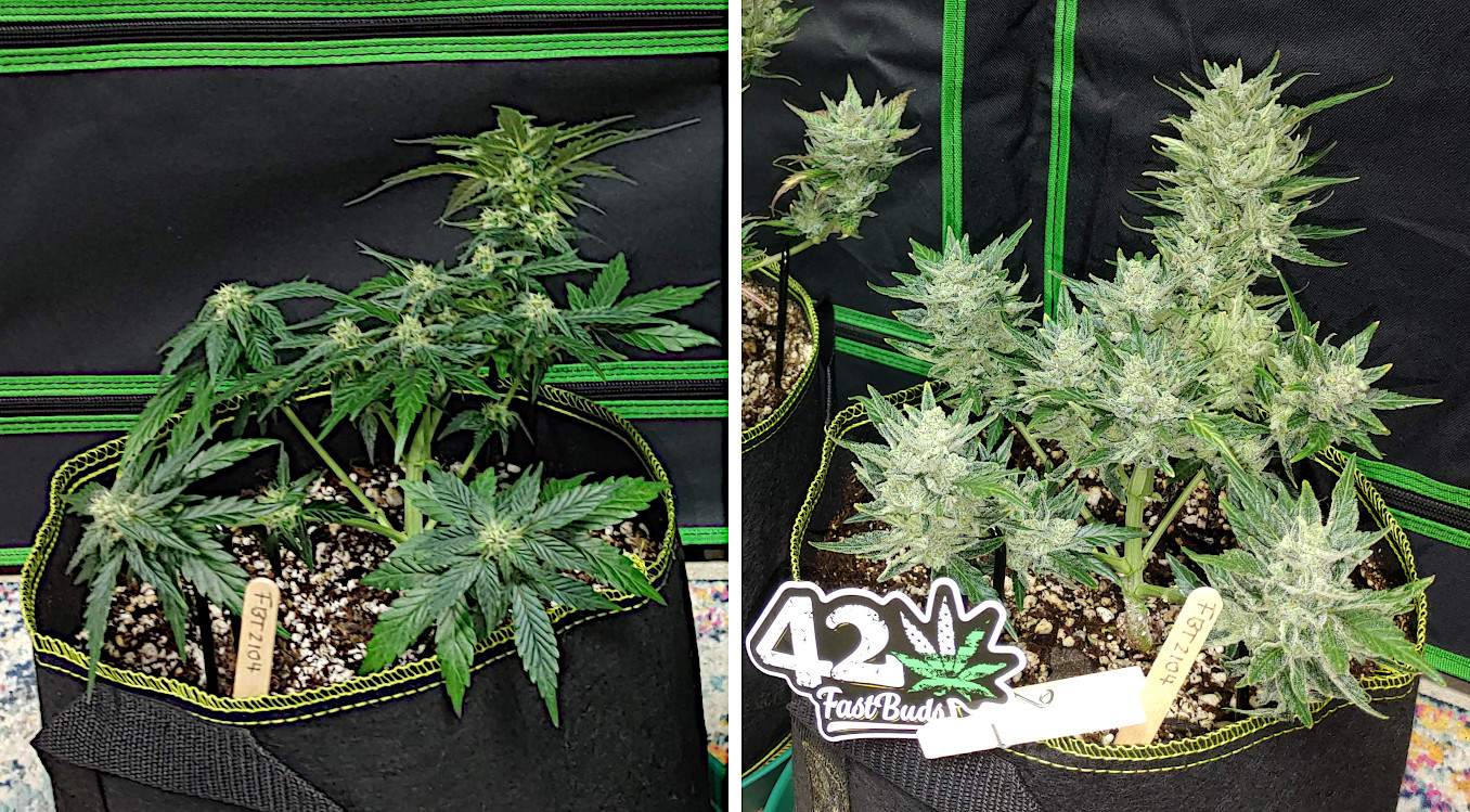 These two photos show if it's worthwhile to defoliate autoflower before harvest and during flower