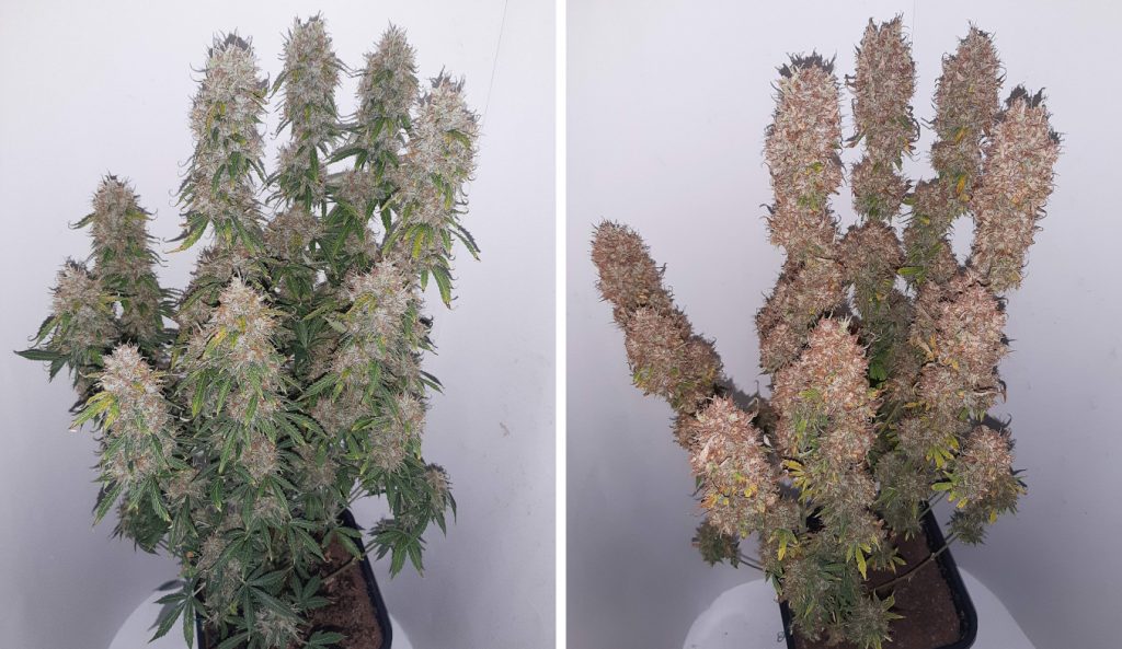 Autoflower Defoliation Sweet Spot When and How Much? Weed KB