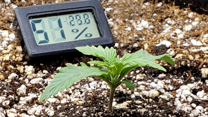 Autoflower Temp and Humidity: A seedling in a container and a thermohygrometer