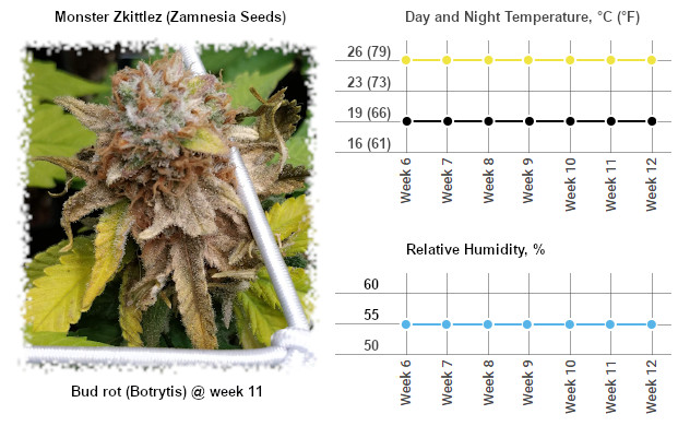 Monster Zkittlez affected by bud rot (botrytis) at week 11 and the temp and humidity chart for the flowering stage