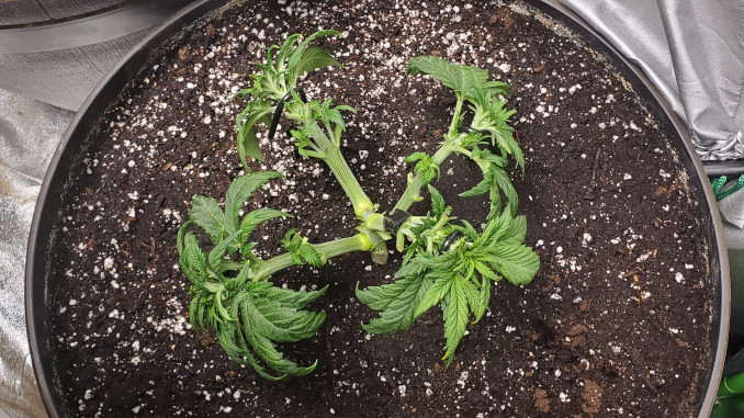 Can I Defoliate Autoflowers: A 25 days old heavily trained, mainlined, and defoliated auto