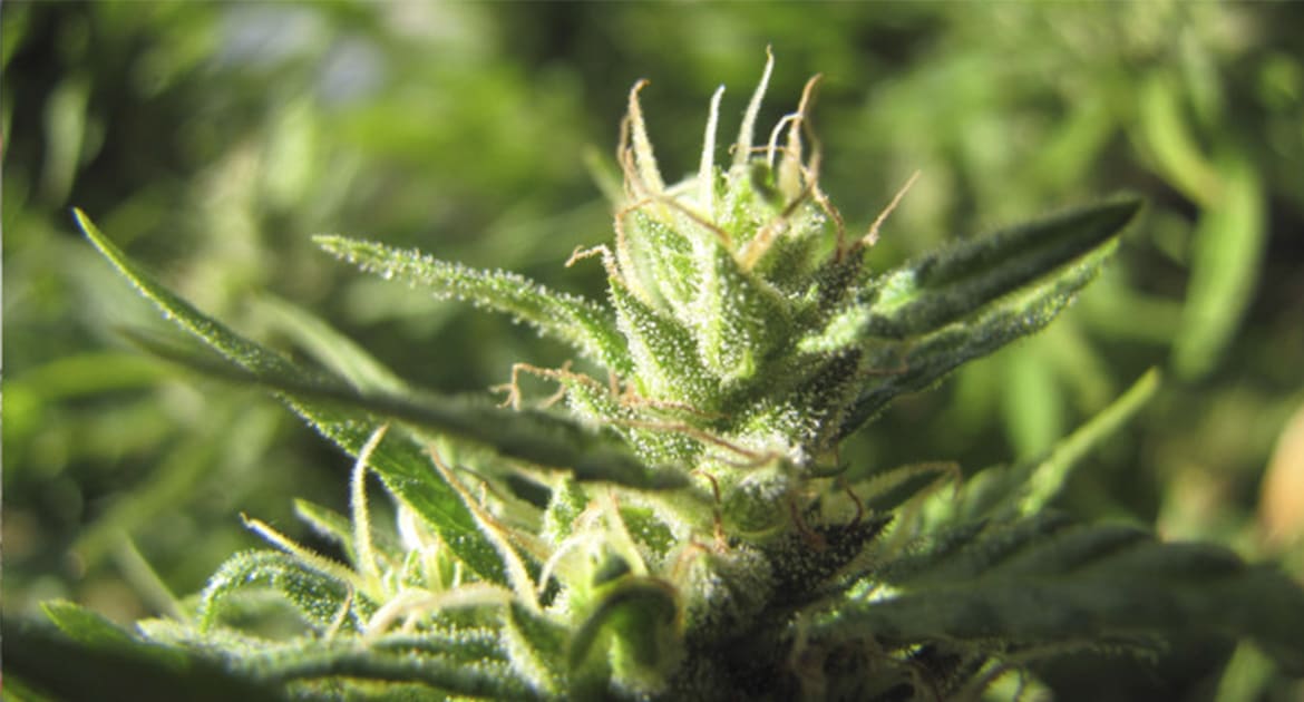 A closeup of a flowering top of a cannabis plant grown outdoors