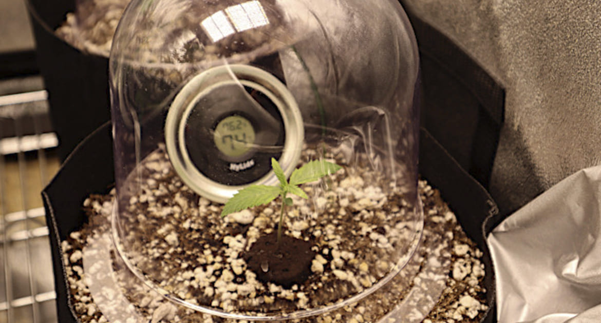 a weed seedling under a humidity dome for humidity control