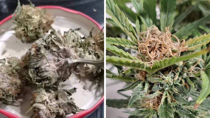 mold on harvested autoflower buds and bud rot on top of a cannabis cola due to wrong temp and humidity