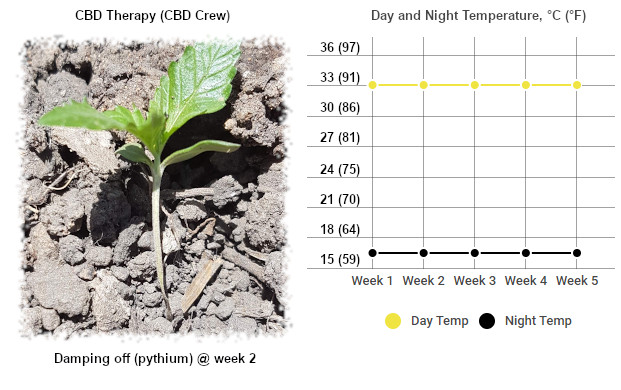 seedling fell over because of pythium (damping off) duw to temperature stress