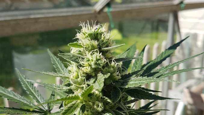 A closeup of a marijuana flowering top with white pistils grown in an amateur greenhouse