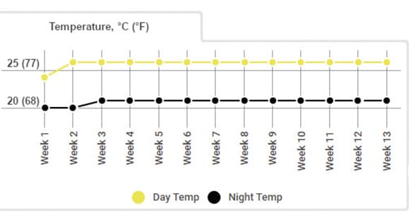 Gorilla Glue Autoflowering grow journal, temp chart