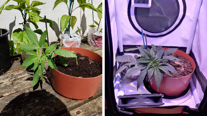 northern lights micro grow: a weed plant in a small plastic plant and the same plant in a small grow tent, weeks 4 and 5 
