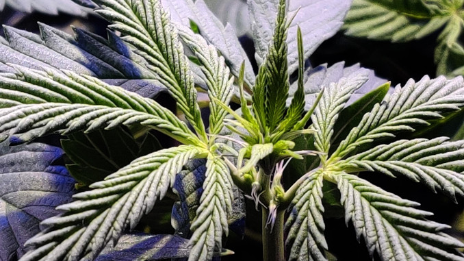 northern lights micro grow: the top of a marijuana plant with the first pistils