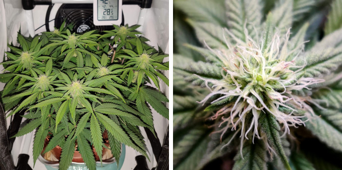 northern lights micro grow: a small indoor weed plant in early flower