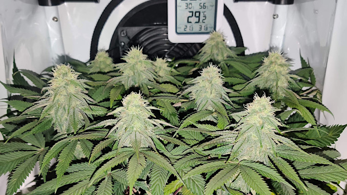 northern lights micro grow: a cannabis plant growing in a small tent with multiple fat colas