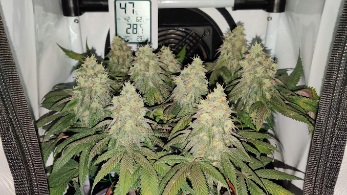 northern lights micro grow: a small indoor marijuana plant with multiple colas ready for harvest