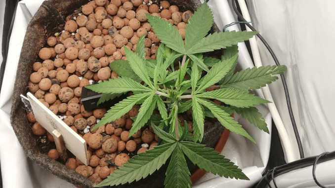 super skunk automatic micro grow: A 4-week-old weed plant