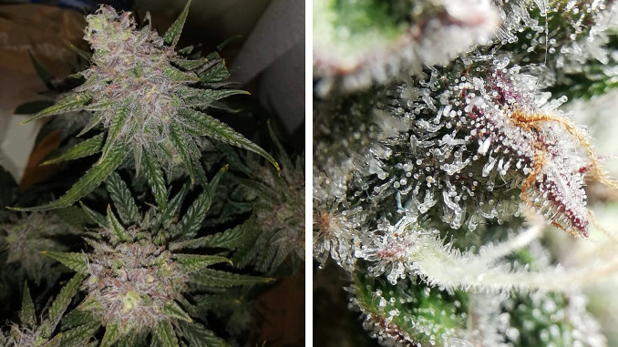 super skunk automatic micro grow: mature colas and trichomes in week 13