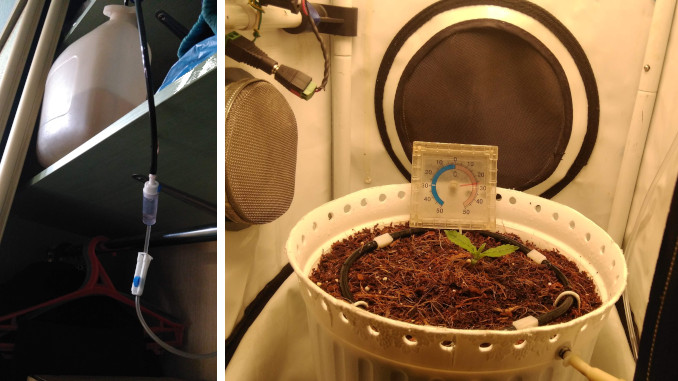 tutankhamon micro grow: drip system and the seedling in week 1