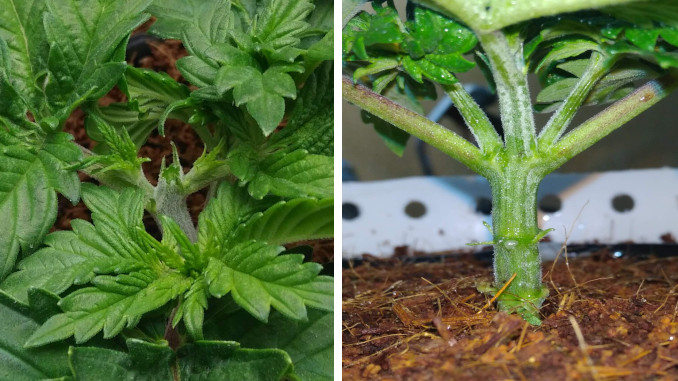 tutankhamon micro grow: topping and pruning in week 3