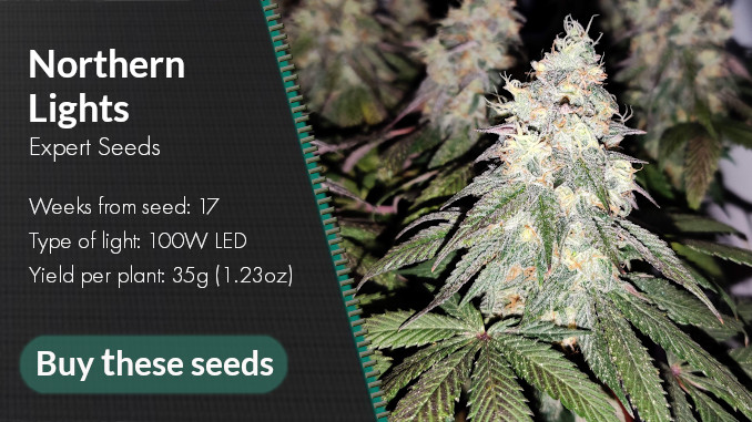 northern lights micro grow yield and other specs