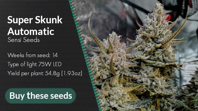 super skunk automatic micro grow yield and other specs 