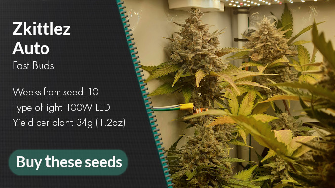 zkittlez auto micro grow yield and other specs
