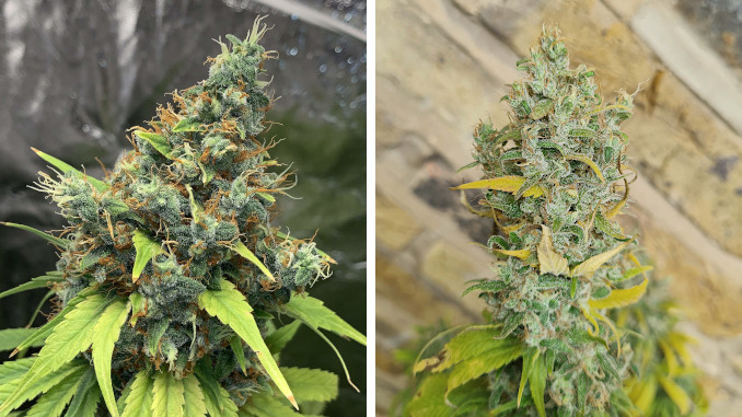 Two Acapulco Gold buds: an indoor and outdoor one, both showing mild foxtailing