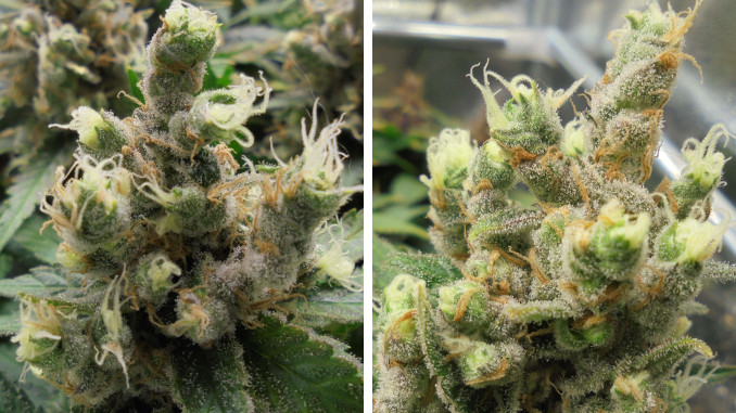 Closeups of cannabis buds with huge swollen calyces