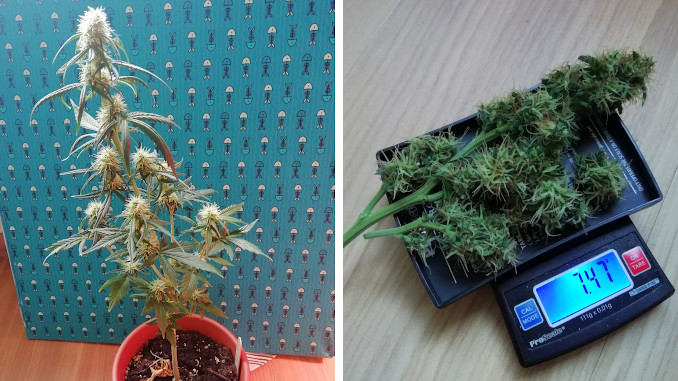 a small flowering weed plant in a plastic pot and its trimmed buds on the scales