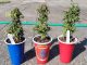 Autoflower Clones: Three small autoflowering plants in solo cups ready for harvest