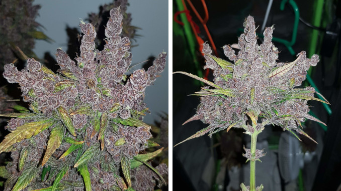 A weed bud untrimmed and displaying very strong foxtailing and the same bud trimmed