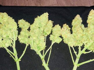 can autoflowering plants be cloned