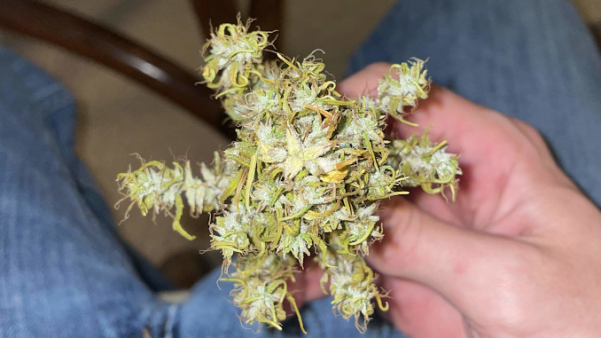 A man holding a roughly trimmed foxtailing bud in his hand
