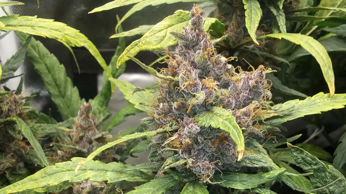 A purple weed bud with many fat tapering offshoots