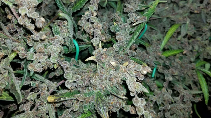 Buds looking like a bunch of frosty pearls