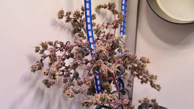 Mature flowers of Dr Grinspoon looking like strings of pearls