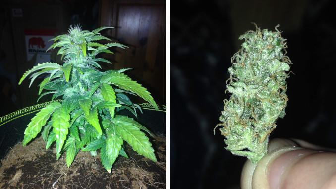 autoflowering clones: a very small autoflower in a pot right before harvest and a dry resinous bud held between fingers