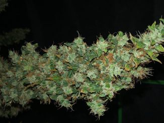 Foxtailing Buds: Good or Bad? Causes, Fixes, and More